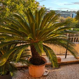 piante Cycas varie dimensioni 