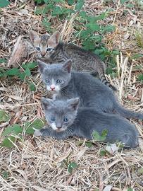 Due gatti grigio chiaro