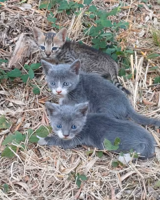 Due gatti grigio chiaro