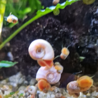 Planobarius Corneus, Lumache, Aqua dolce