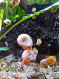 Planobarius Corneus, Lumache, Aqua dolce