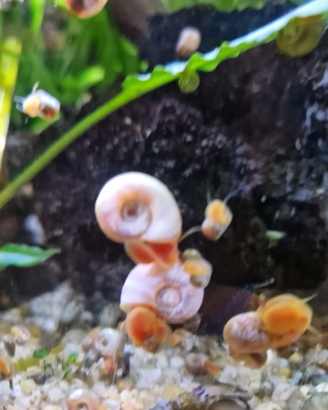 Planobarius Corneus, Lumache, Aqua dolce