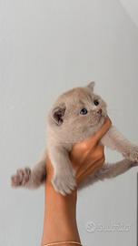 Cuccioli di Scottish straight