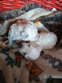 Cuccioli di barboncini toy