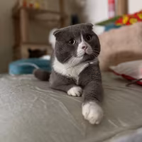 Dolcissimi Cuccioli Scottish