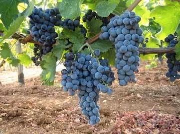 Uva da vino 2026 – Mix Cabernet, Marselan, Syrah,