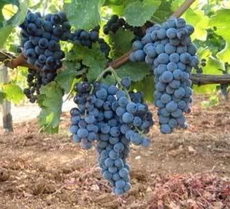 Uva da vino 2026 – Mix Cabernet, Marselan, Syrah,