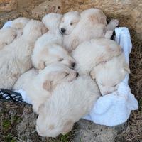 Cuccioli cagnolini maremmano