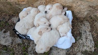 Cuccioli cagnolini maremmano