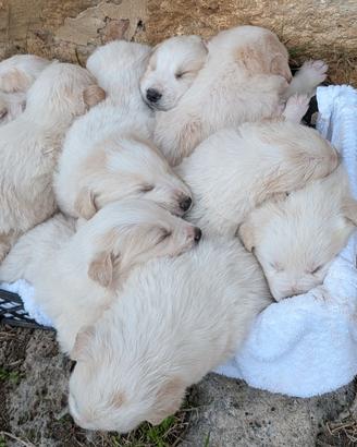 Cuccioli cagnolini maremmano