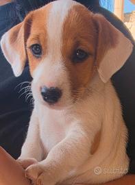 Jack Russell senza pedigree