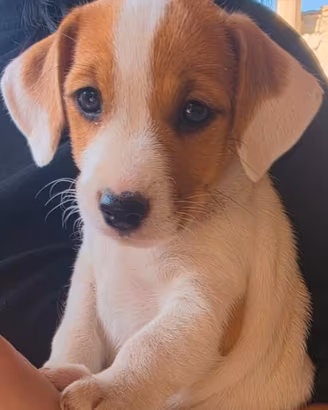 Jack Russell senza pedigree