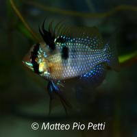 Mikrogeophagus ramirezi ciclidi nani acquari pesci