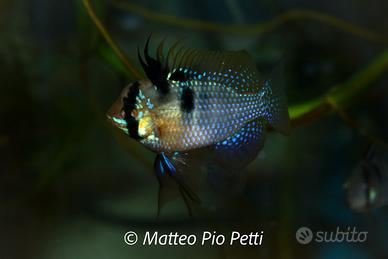 Mikrogeophagus ramirezi ciclidi nani acquari pesci