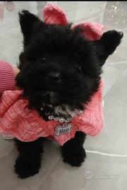 Maltipoo black