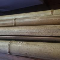 Bambù canne lunghe circa n. 12/15.