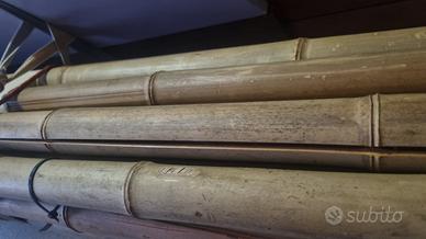 Bambù canne lunghe circa n. 12/15.