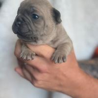 Bulldog francese