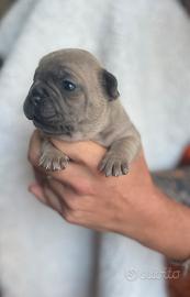 Bulldog francese