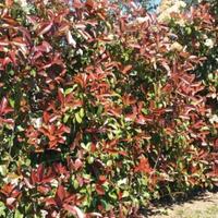 Piante di photinia in vaso 10