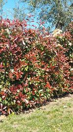 Piante di photinia in vaso 10
