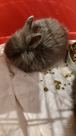 Coniglietti incrocio ariete e testa di leone