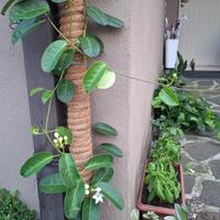 gelsomino del Madagascar Stephanotis floribunda 