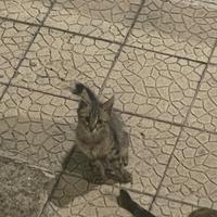 Gattino europeo 3 mesi