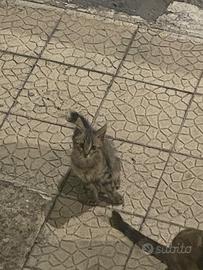 Gattino europeo 3 mesi