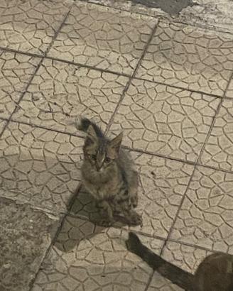 Gattino europeo 3 mesi