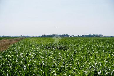 TER. RESIDENZIALE A RONCADE