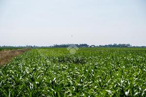 TER. RESIDENZIALE A RONCADE