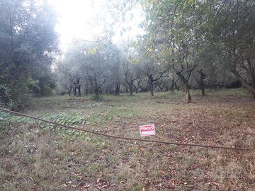 Terreno coltivato ad oliveto