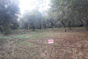 Terreno coltivato ad oliveto