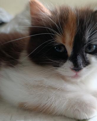 Gattina cucciola Scottish Straight