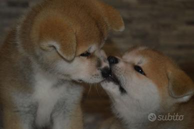 Cuccioli Akita Inu