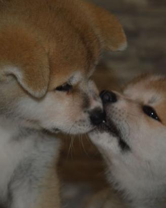 Cuccioli Akita Inu