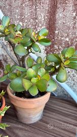 Piante grasse+vaso terracotta 2 pz