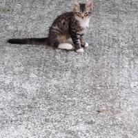 Gattino tigrato