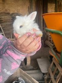 Cuccioli Ariete coniglio