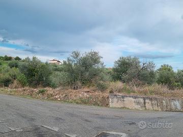 Terreno Agricolo con Uliveto a Foglianise