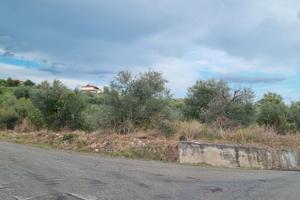 Terreno Agricolo con Uliveto a Foglianise