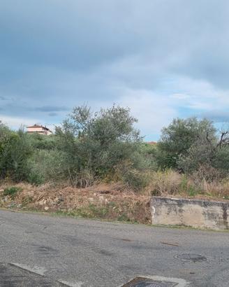 Terreno Agricolo con Uliveto a Foglianise