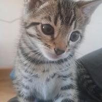 Piccolo bengala pedigree tica