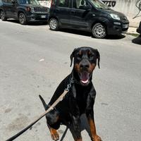 Dobermann per monta