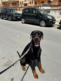 Dobermann per monta