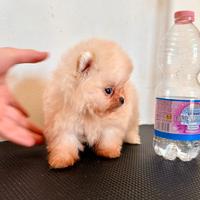 Spitz di Pomerania nana