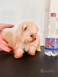 Spitz di Pomerania nana