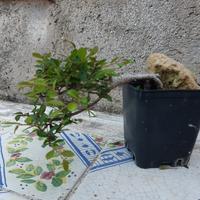 Bonsai Olmo Cinese