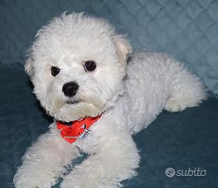 Cagniolini, cuccioli Bichon a poil frisè 
